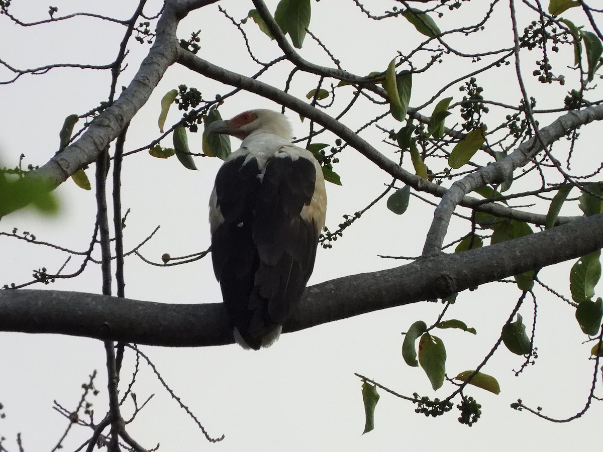 Palm-nut Vulture - ML616861957