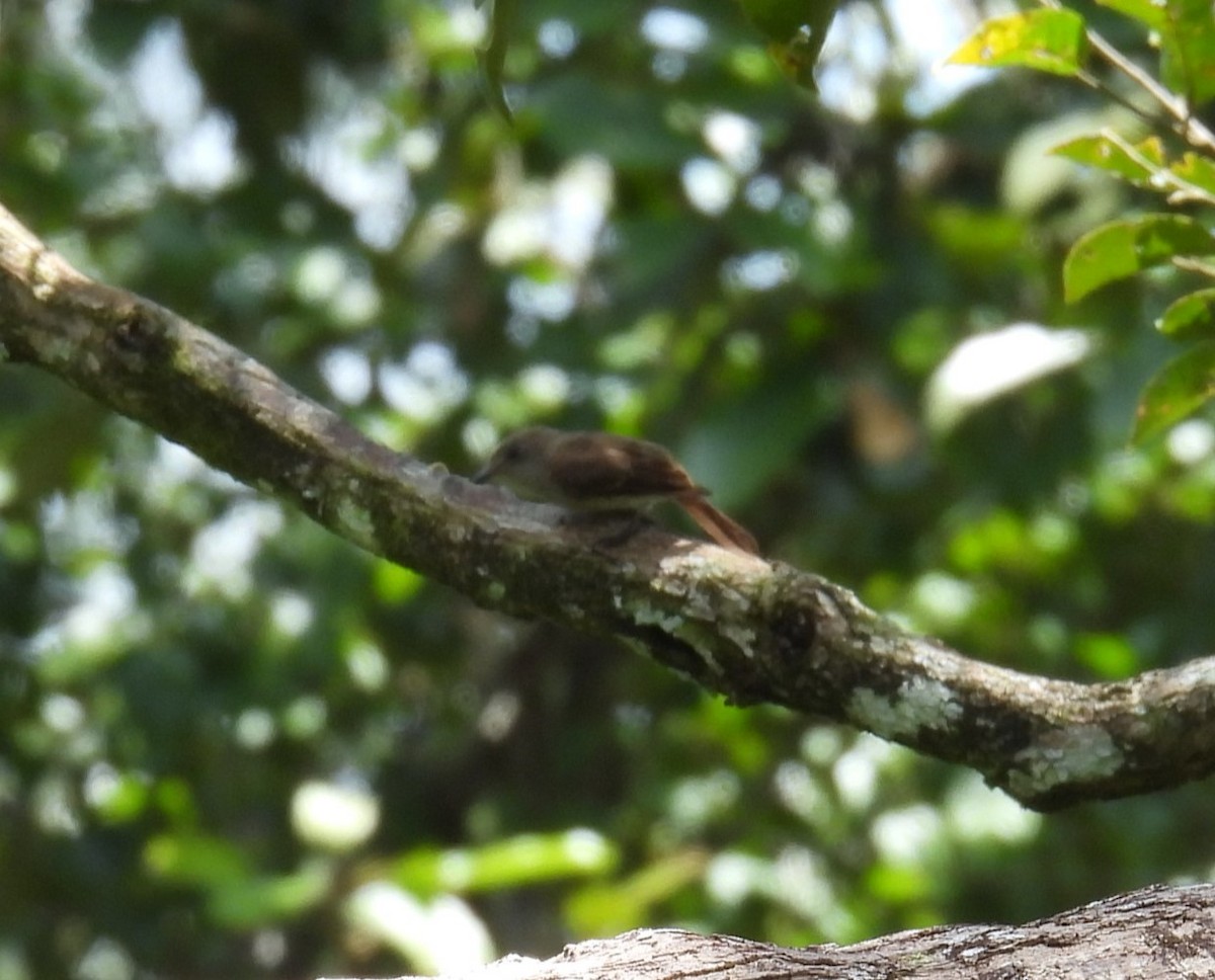 Papamoscas (Muscicapa) sp. - ML616862111