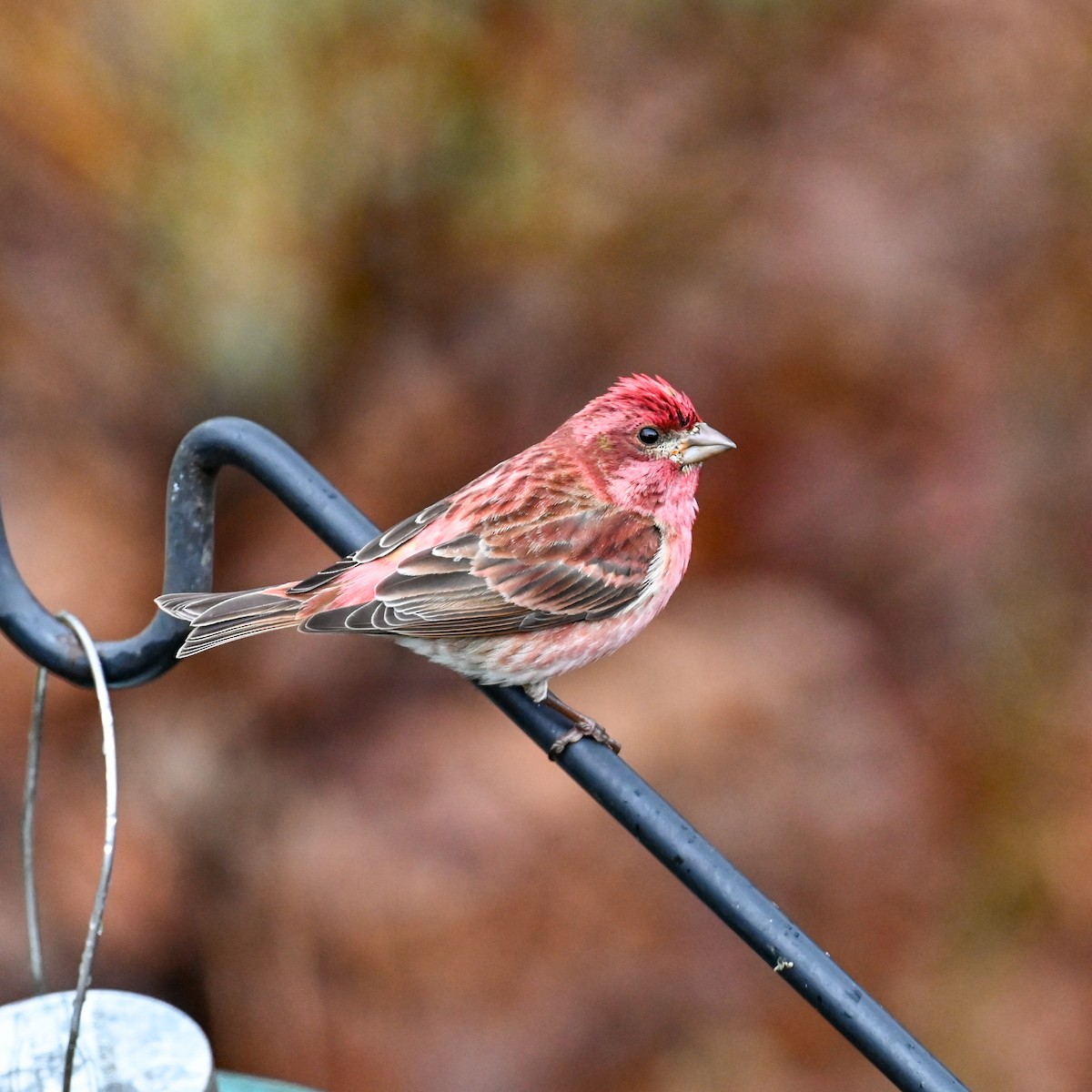 Purple Finch (Eastern) - David Govoni