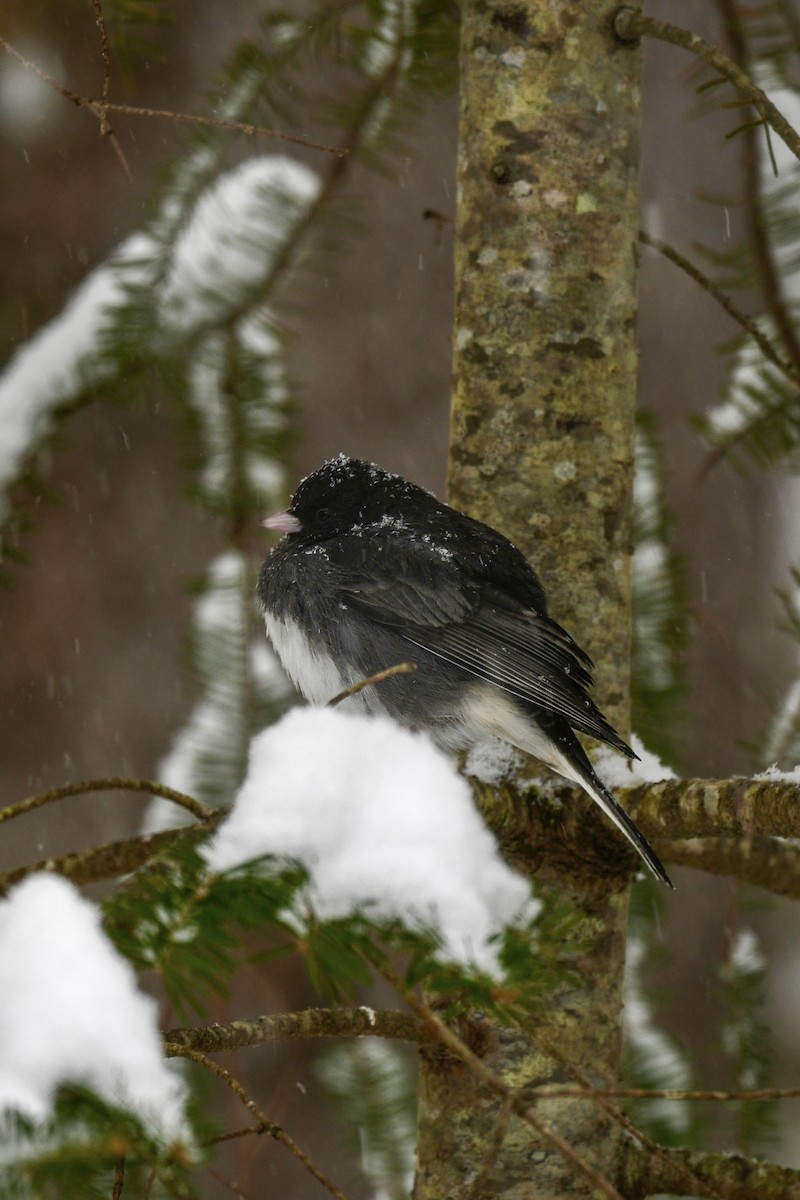 Junco ardoisé - ML616862157