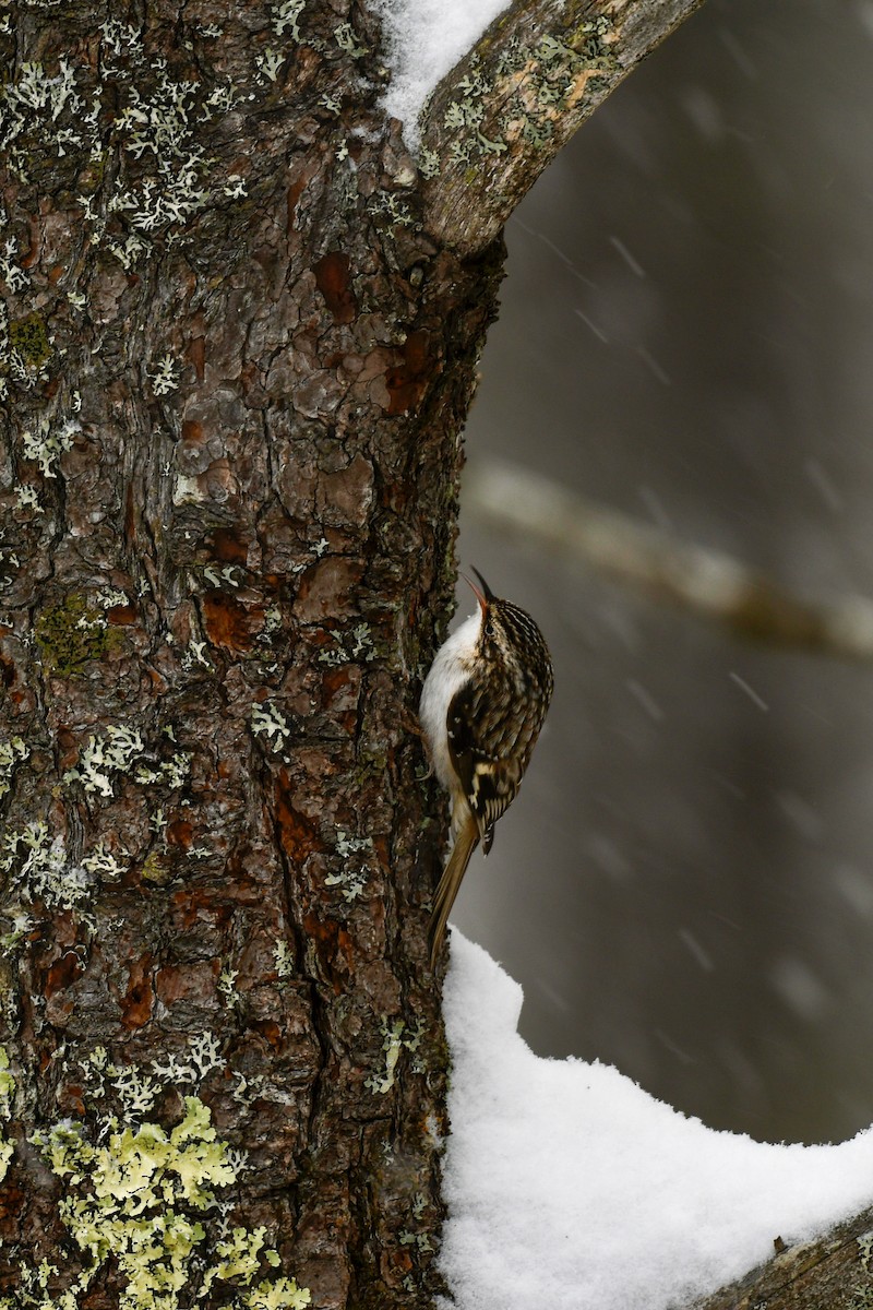 Brown Creeper - Carly Rodgers