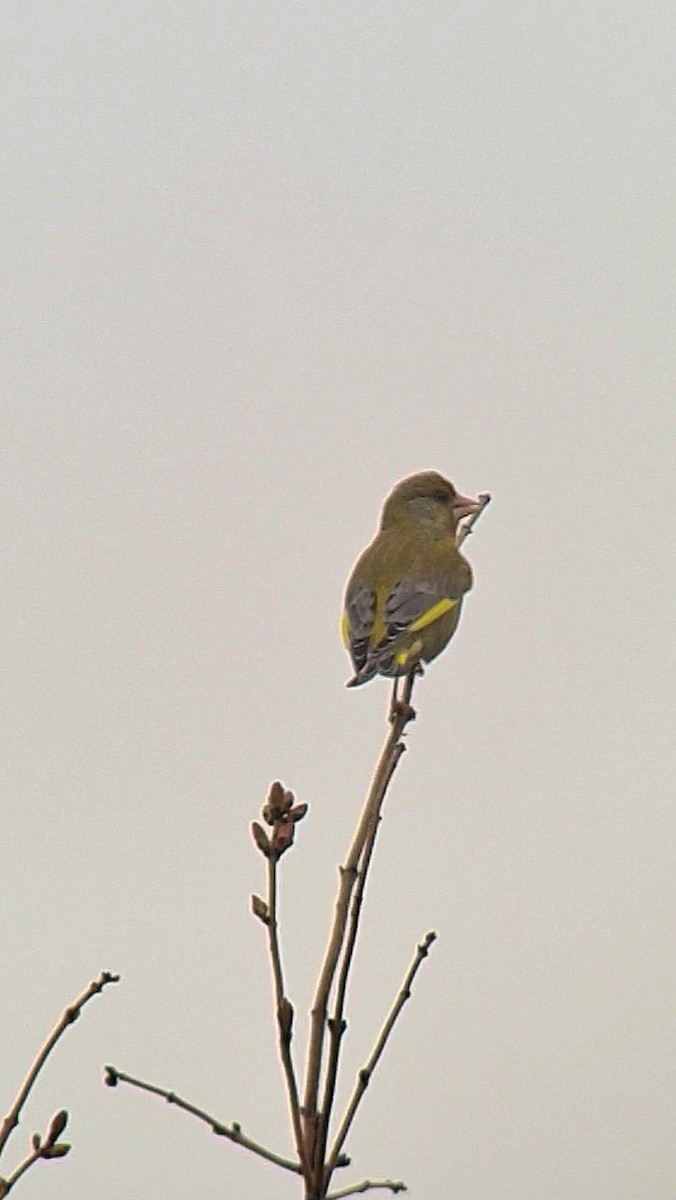 European Greenfinch - Andre Güttler