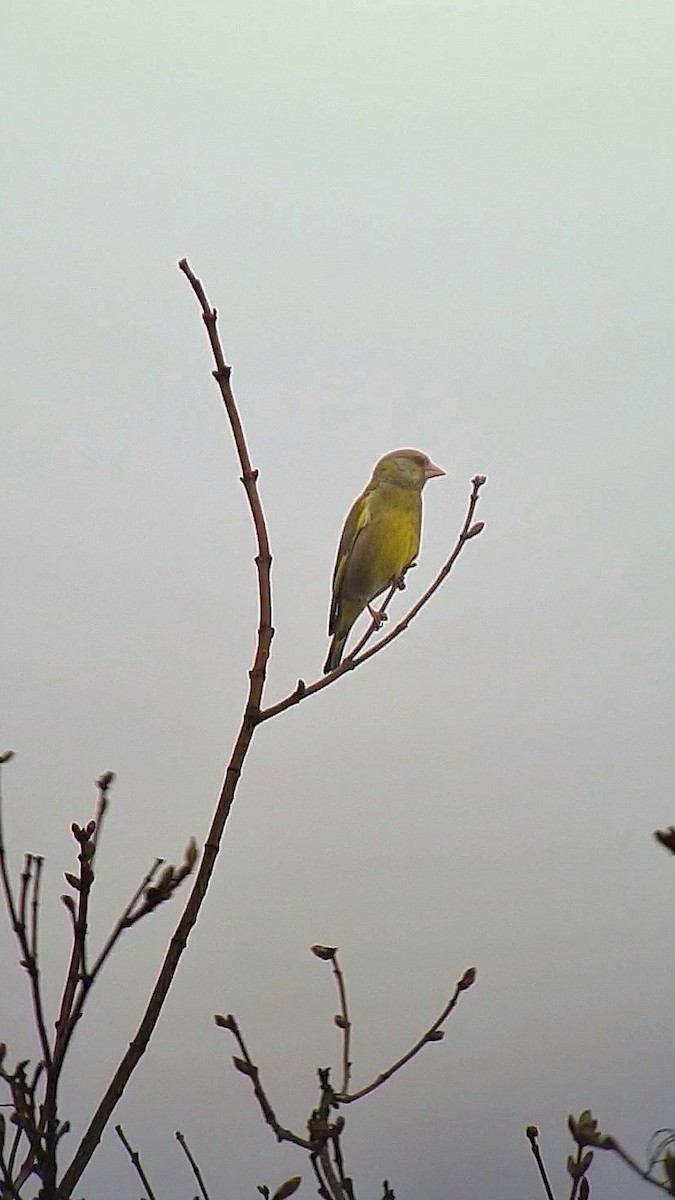 European Greenfinch - Andre Güttler