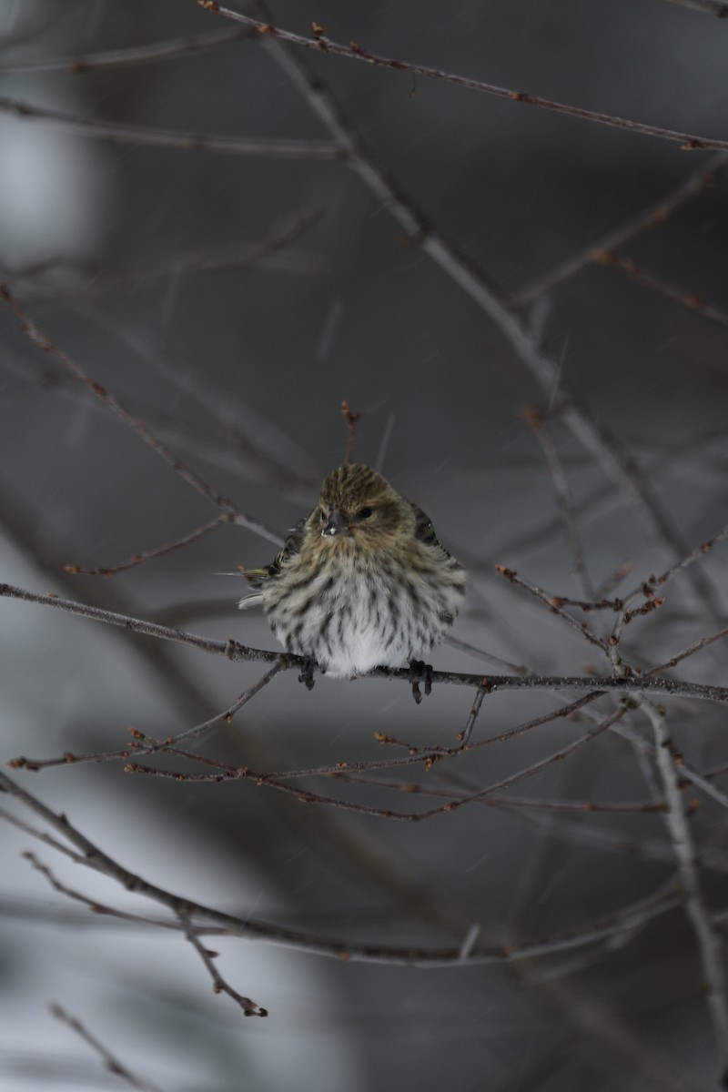 Pine Siskin - Carly Rodgers