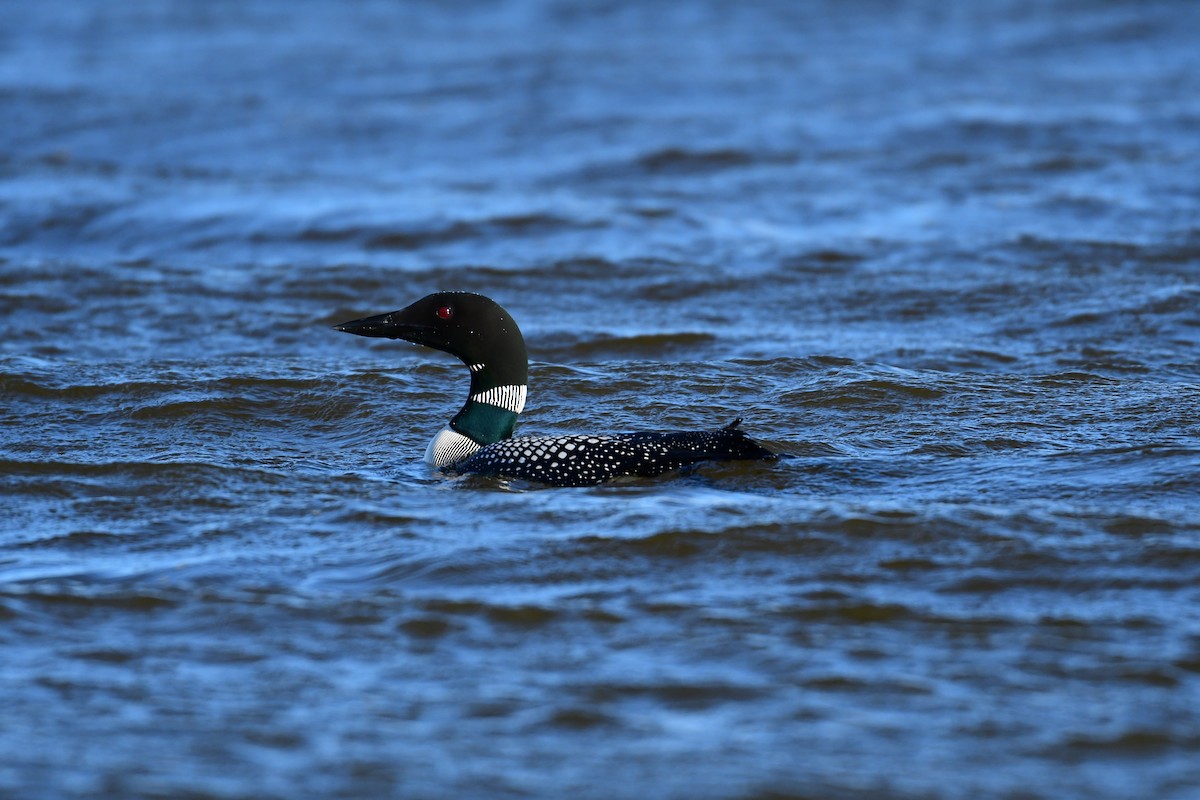 Common Loon - ML616862278