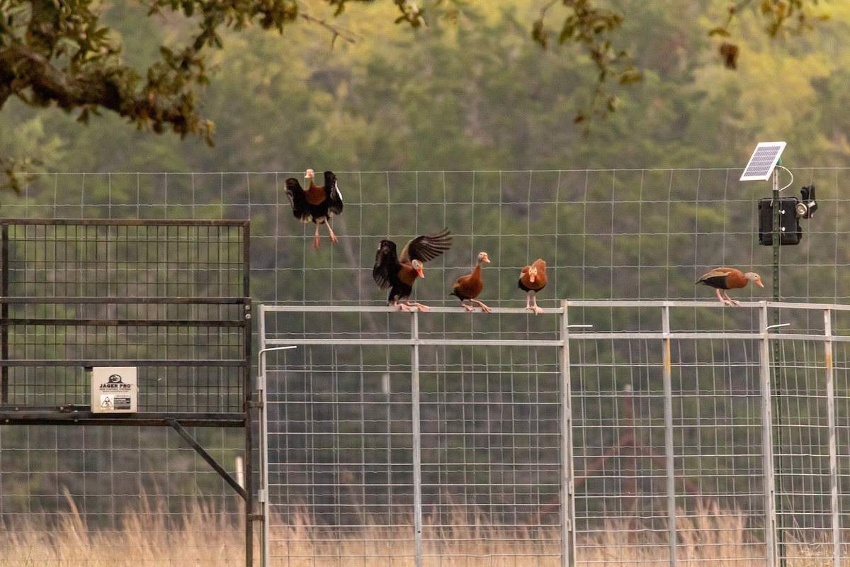 Black-bellied Whistling-Duck - ML616862316