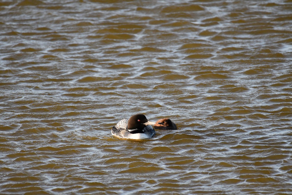 Common Loon - ML616862321