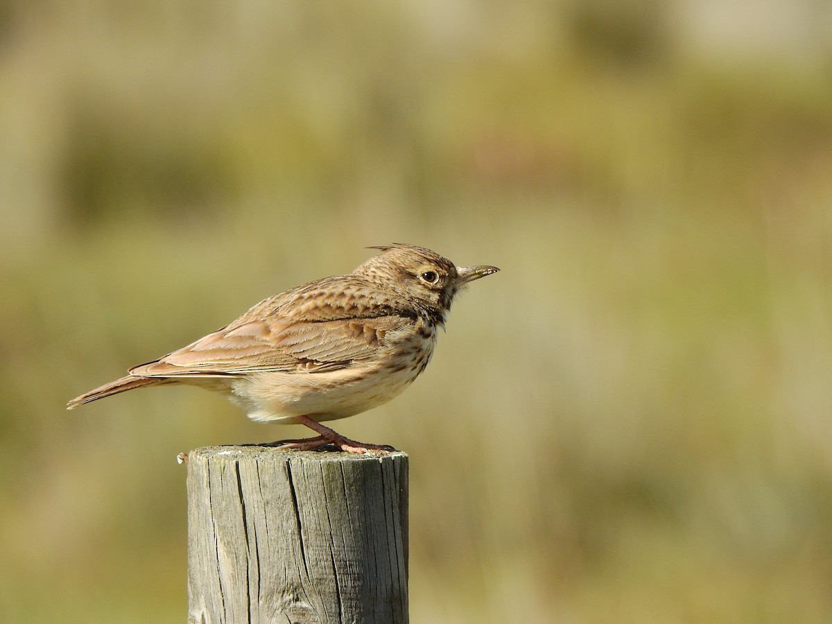 Crested Lark - BLAS LOPEZ