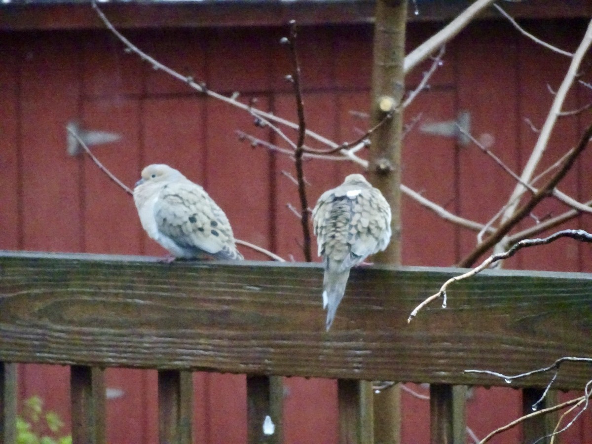 Mourning Dove - Dan Keener