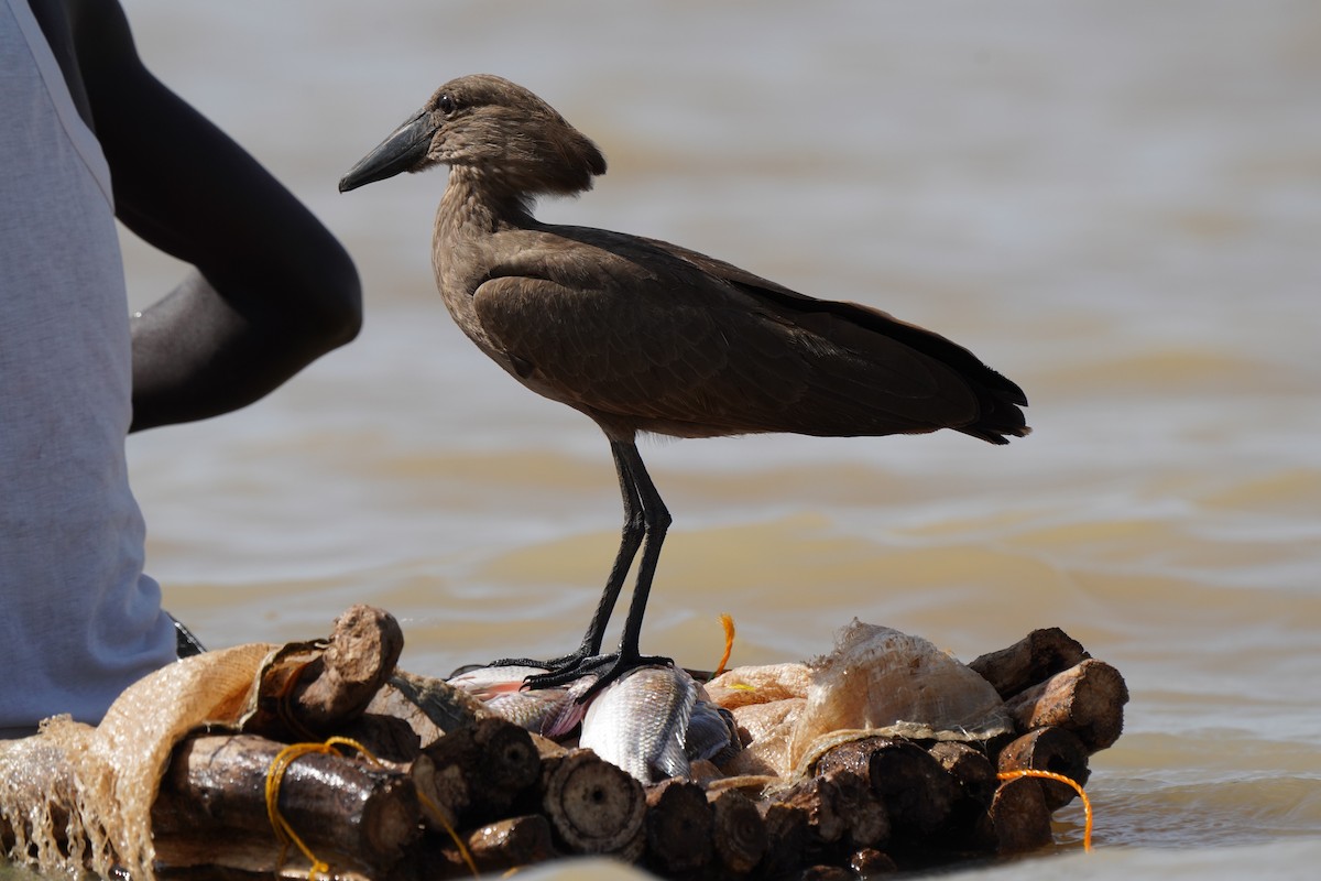 Hamerkop - ML616862345