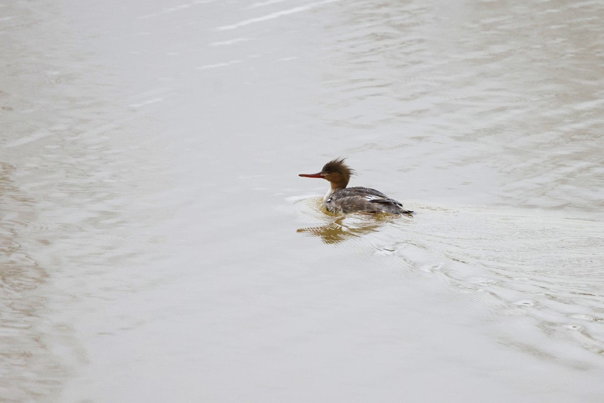 Red-breasted Merganser - David Mayle