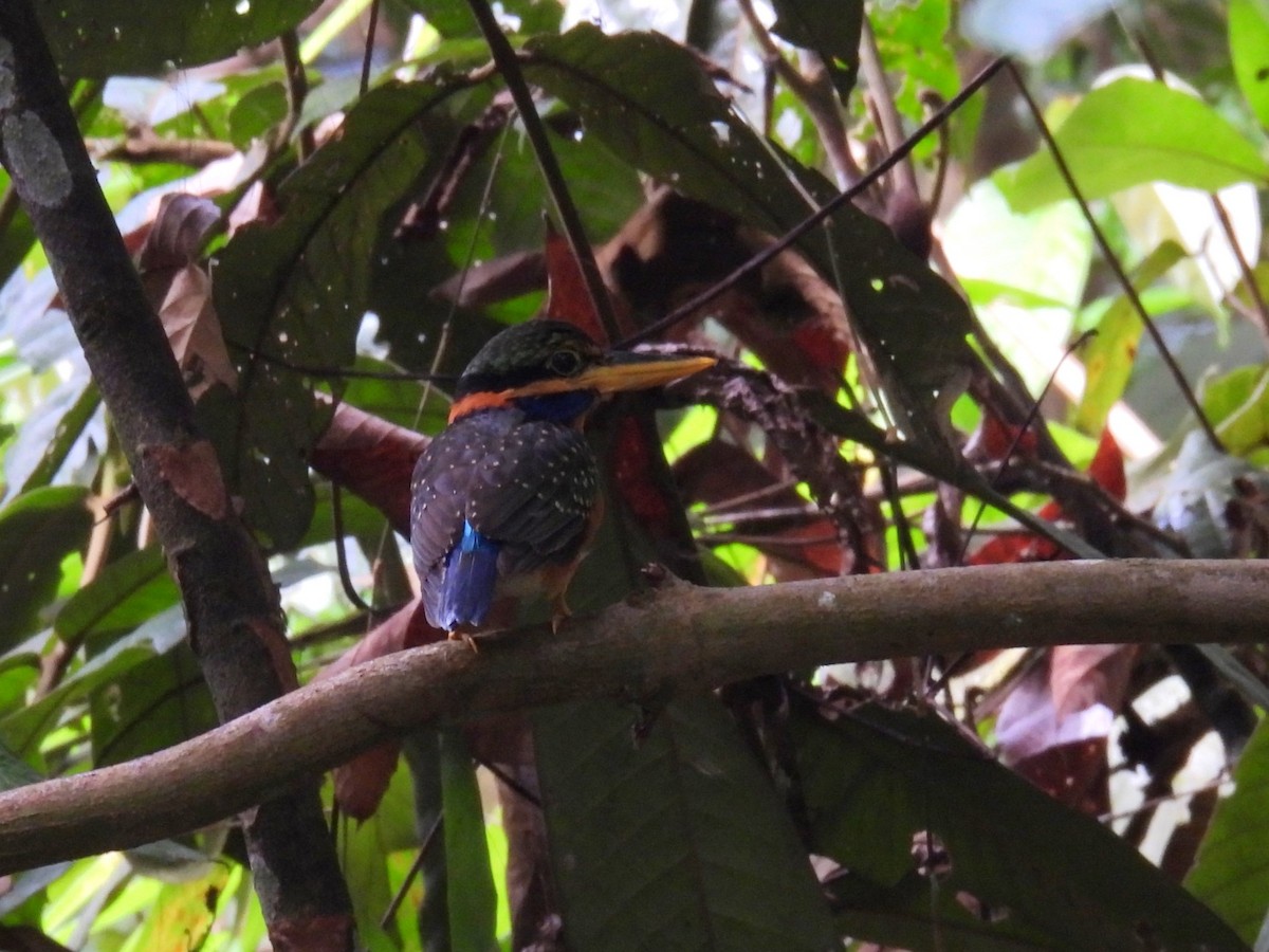 Rufous-collared Kingfisher - ML616862388