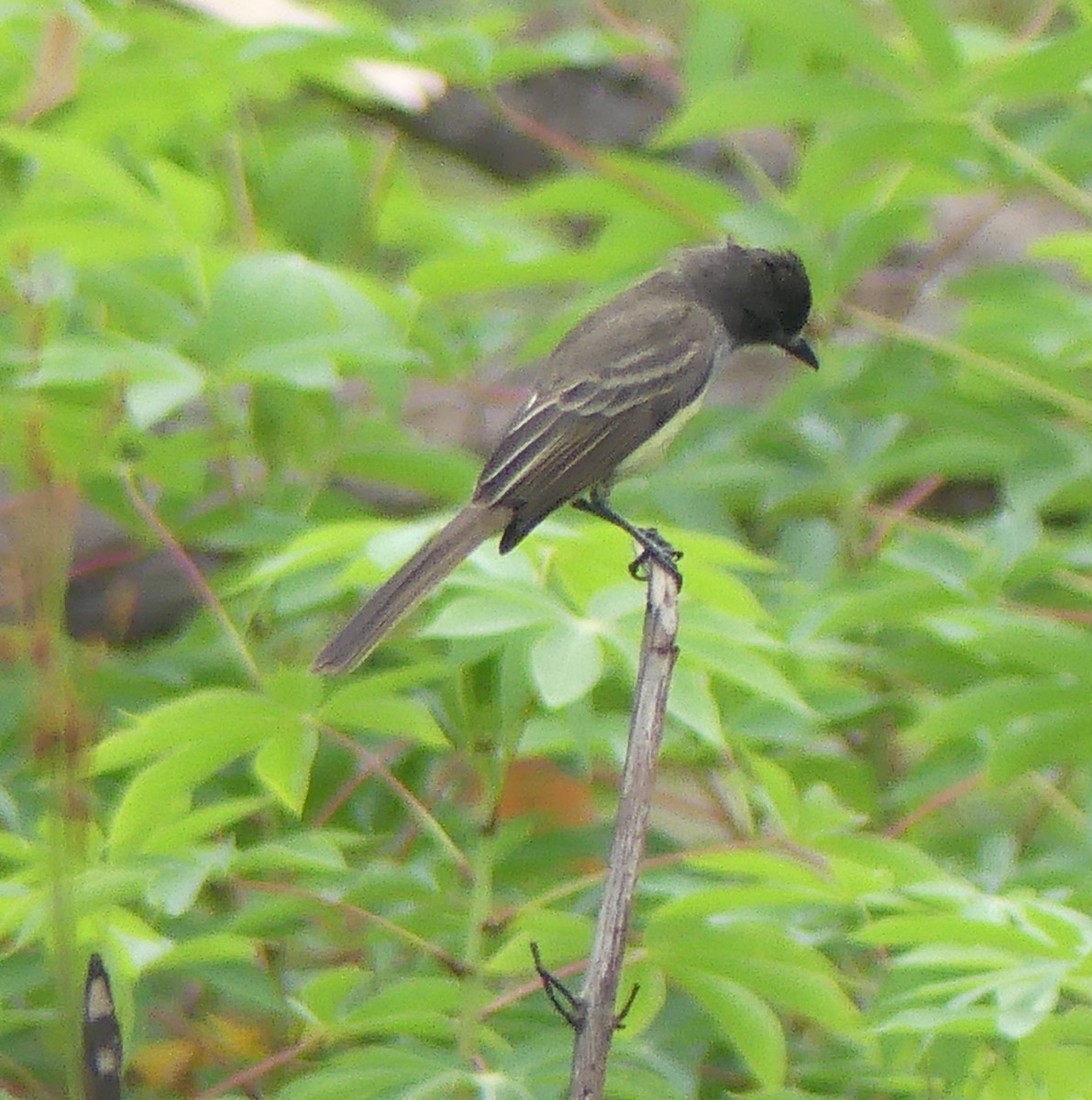 Short-crested Flycatcher - ML616862413