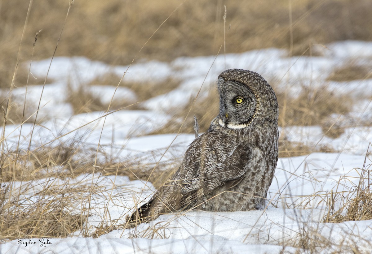 Great Gray Owl - ML616862439