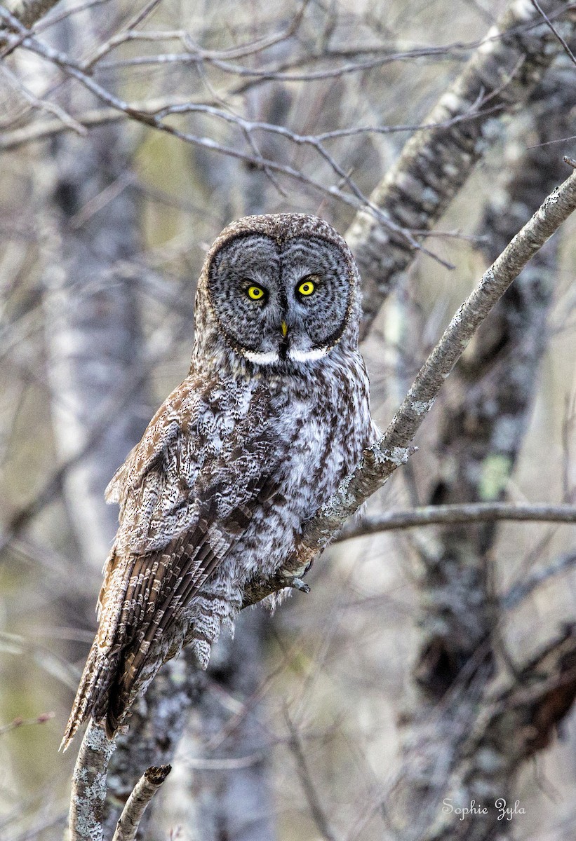 Great Gray Owl - ML616862452