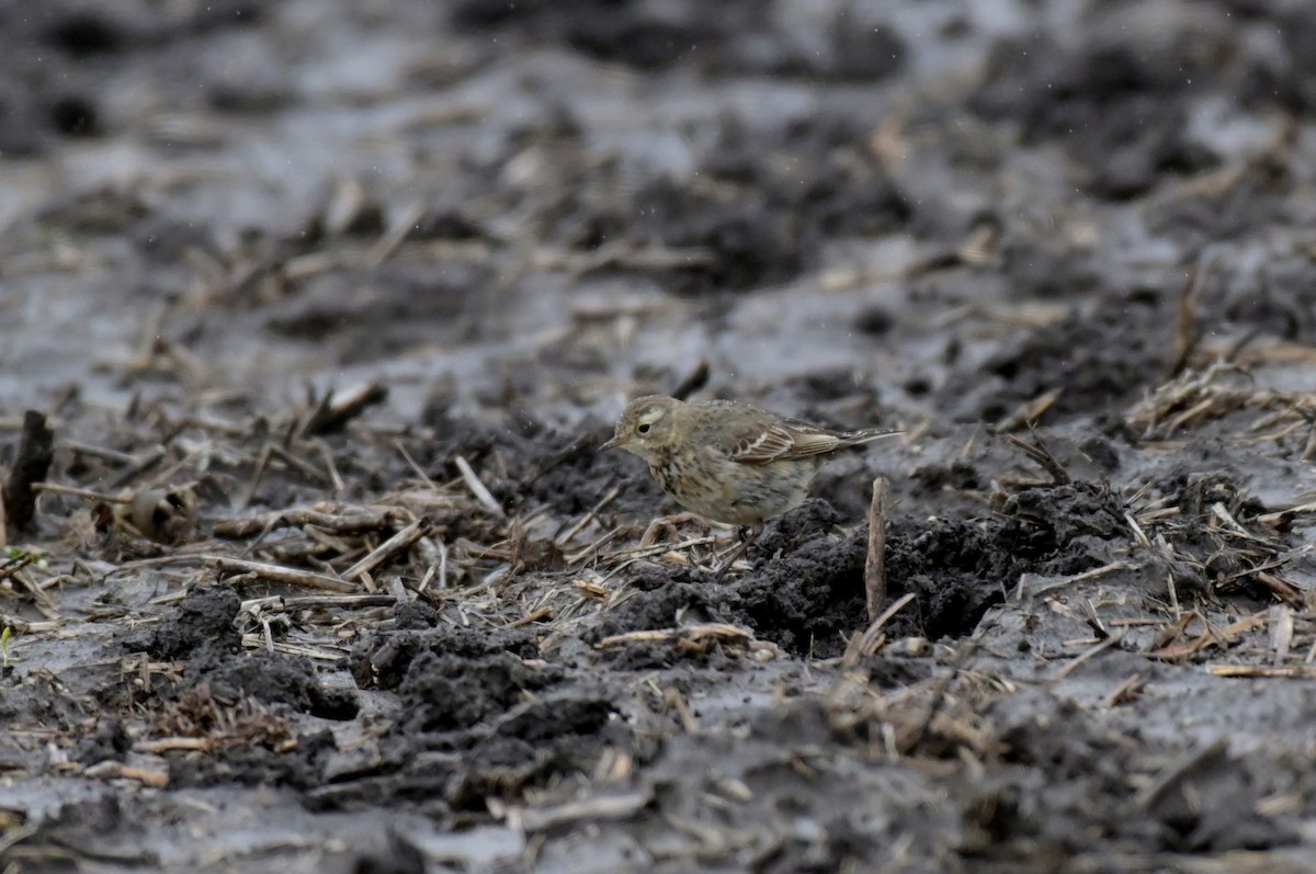 American Pipit - ML616862468