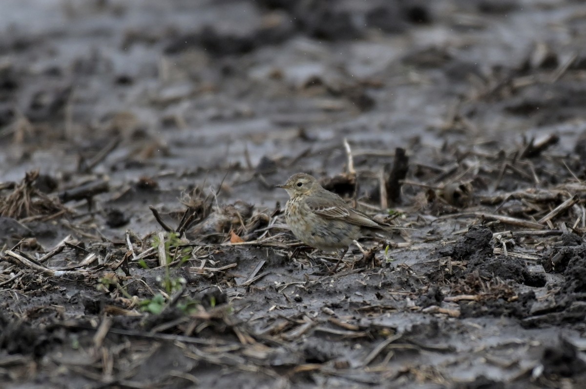 American Pipit - ML616862469