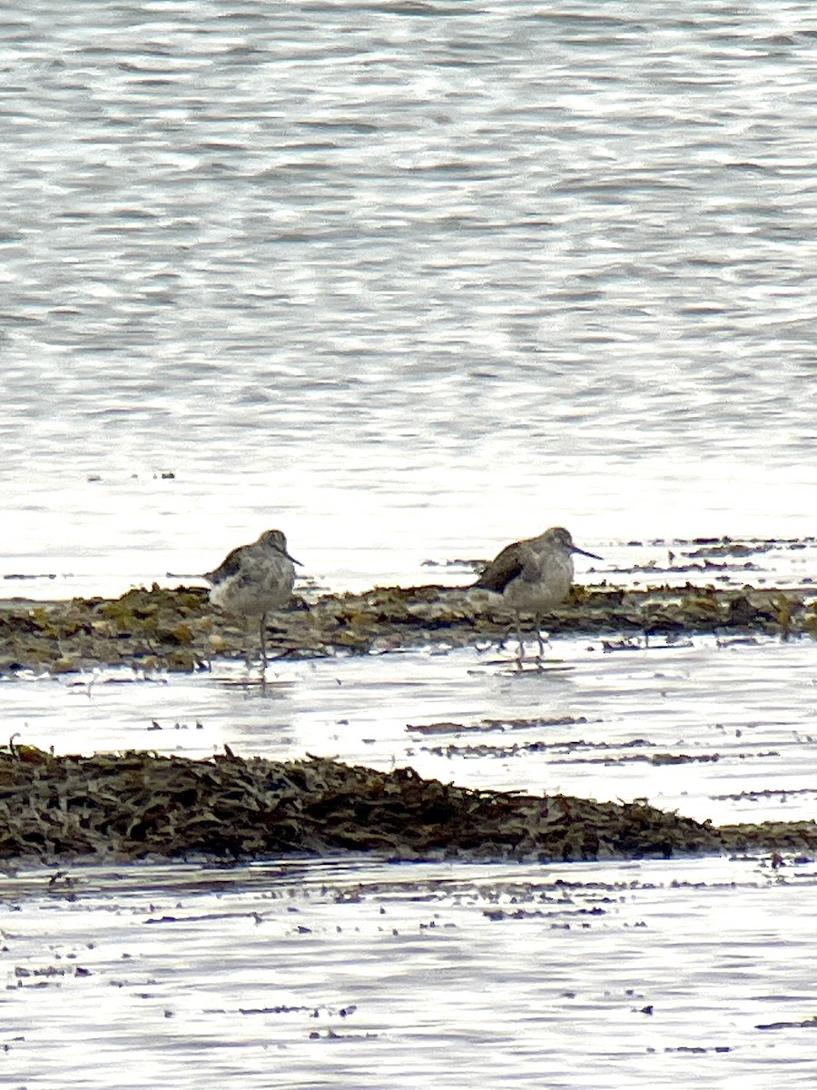 Common Greenshank - Jon Greep