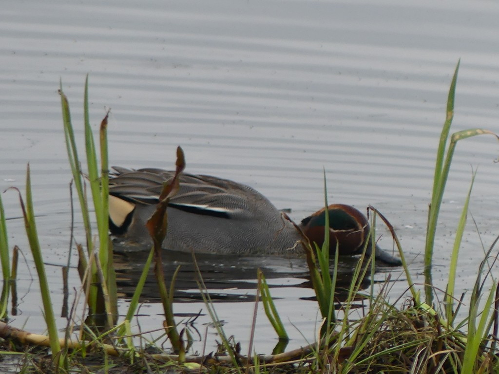 Green-winged Teal (Eurasian) - Simon Tonge