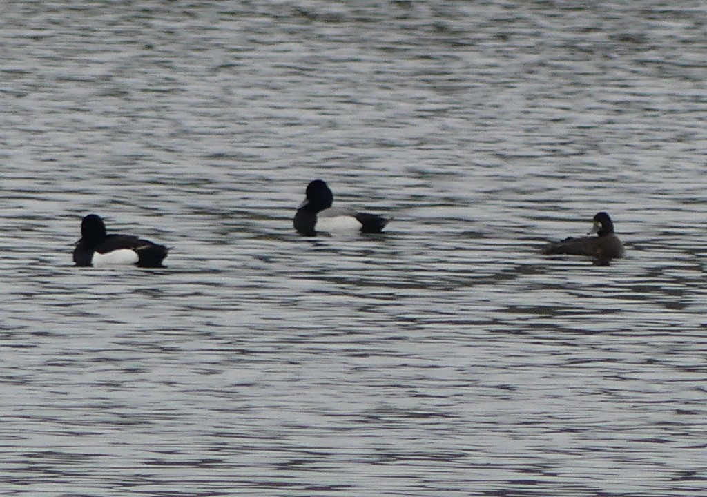 Lesser Scaup - ML616862532