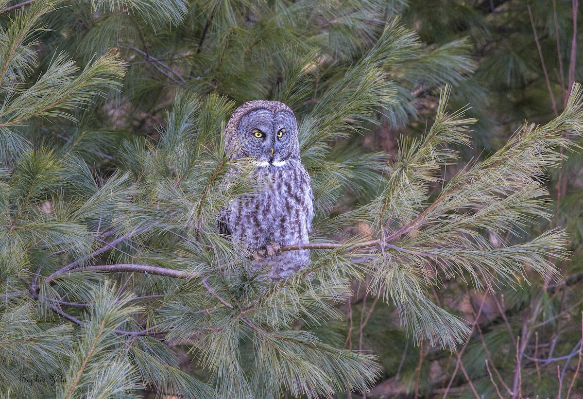 Great Gray Owl - ML616862538