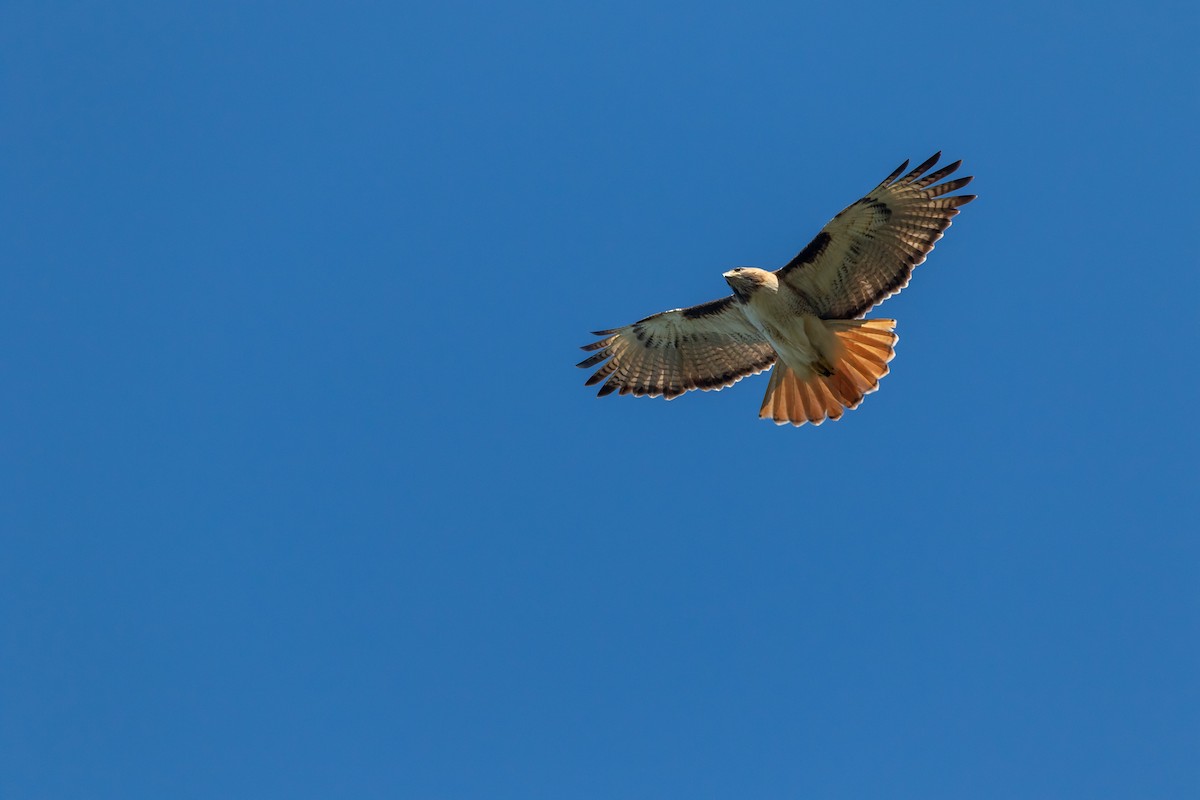 Red-tailed Hawk - ML616862571