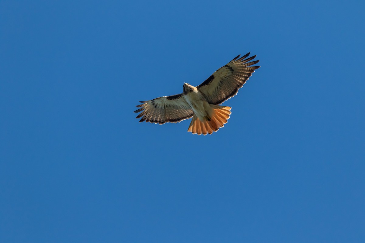 Red-tailed Hawk - ML616862572