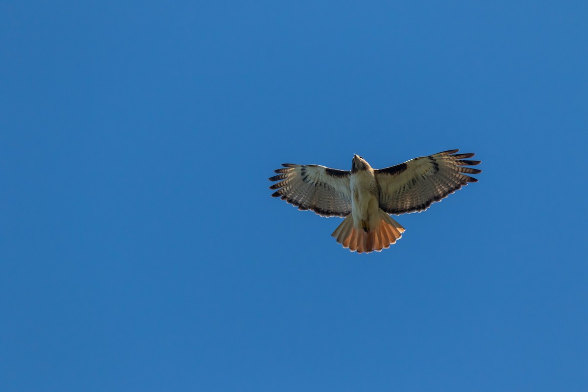 Red-tailed Hawk - Jesse Huth