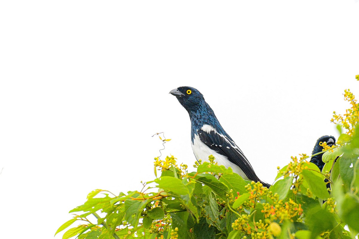 Magpie Tanager - ML616862575