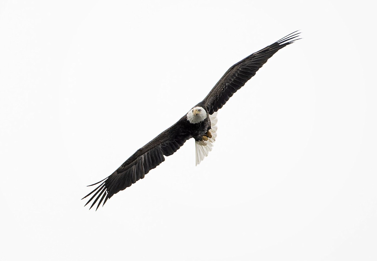Белоголовый орлан - ML616862733