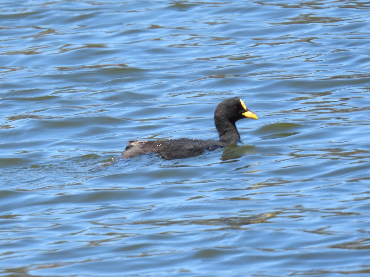 Red-gartered Coot - bob butler