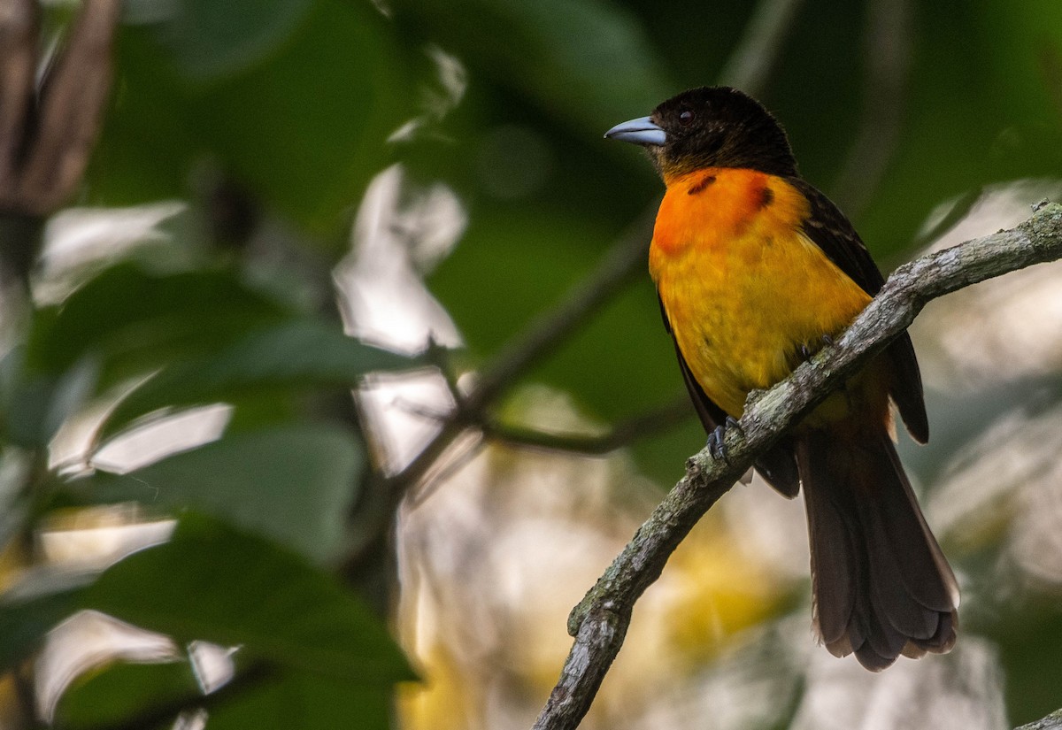 Flame-rumped Tanager - ML616862805
