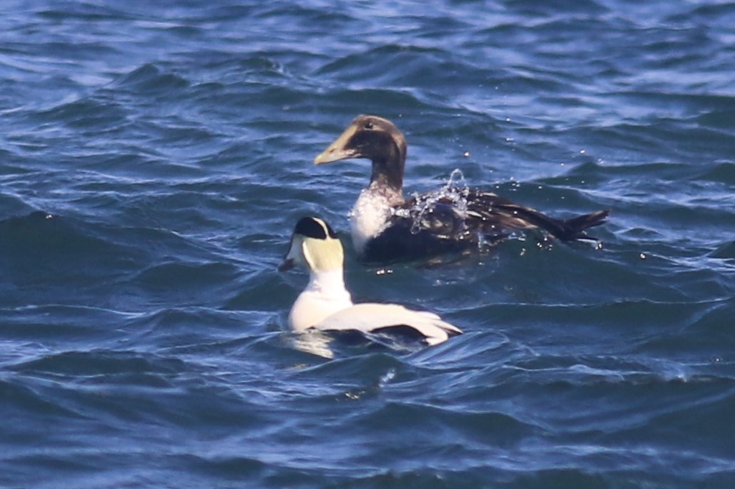 Common Eider - ML616862820