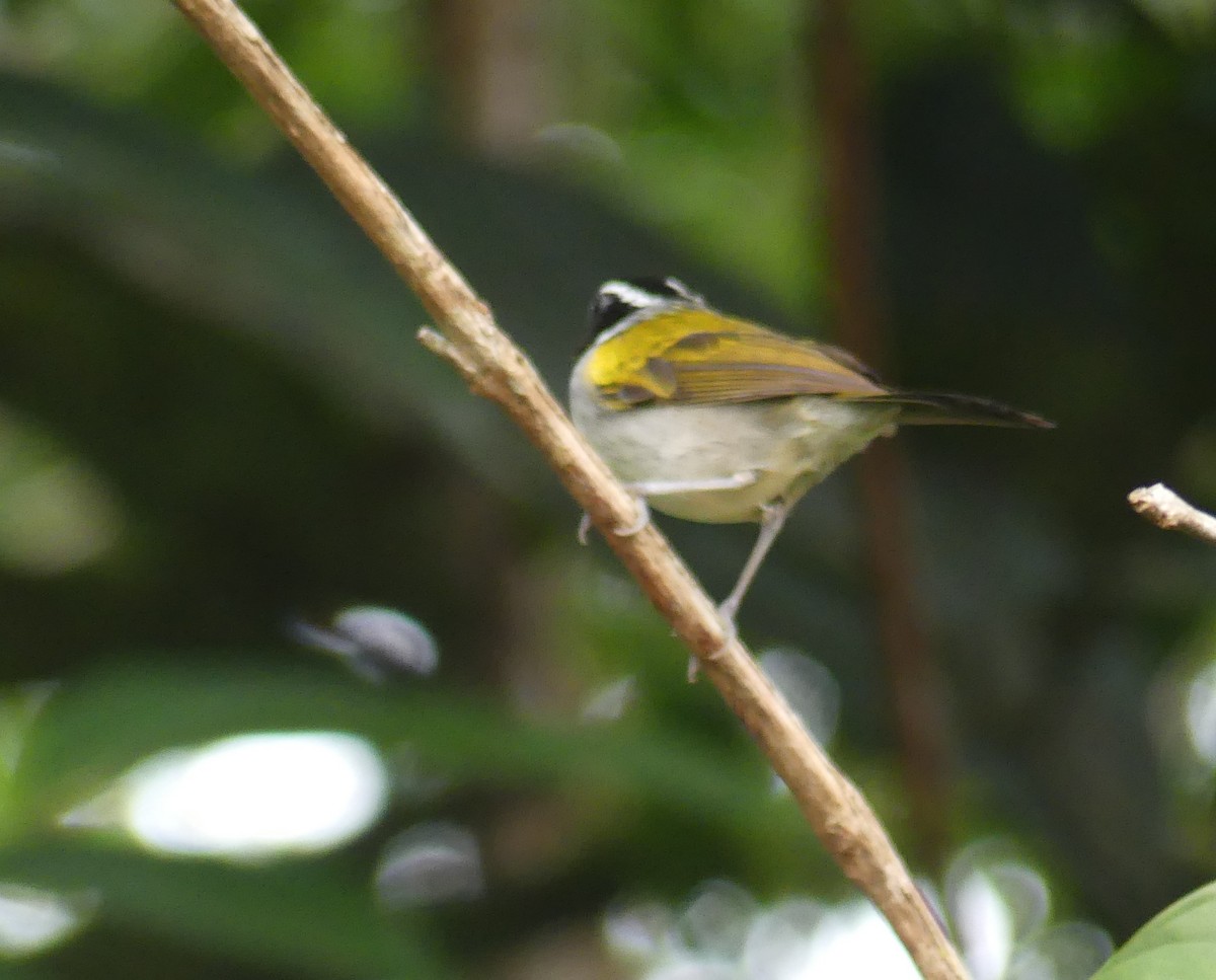 Pectoral Sparrow - Robin Duska