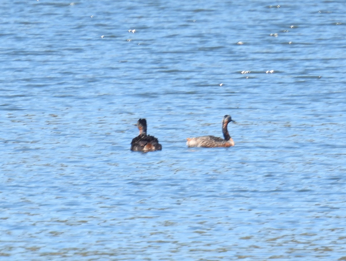 Great Grebe - ML616862860