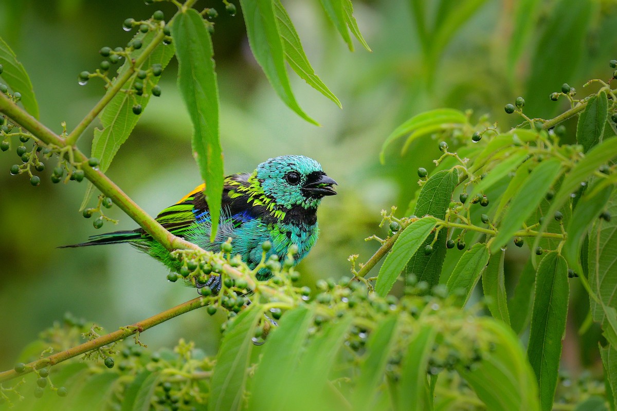 Green-headed Tanager - ML616862864