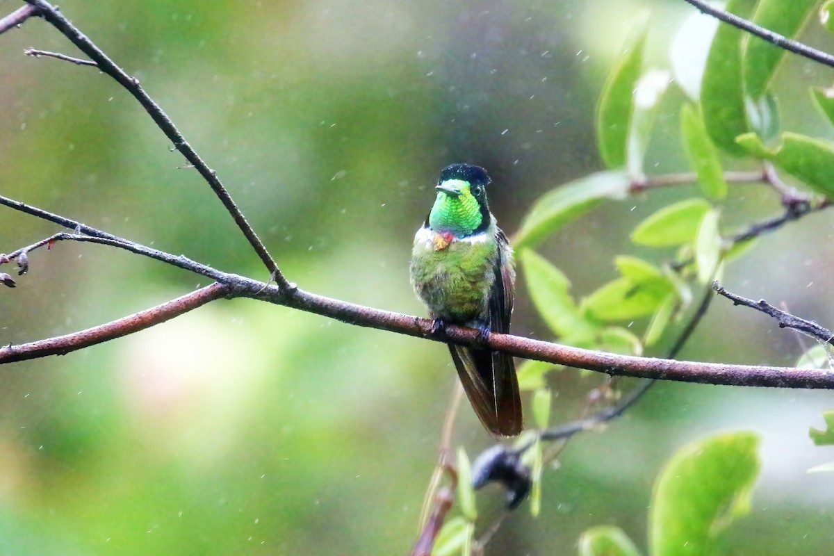 Colibrí Lumaquela - ML616862871