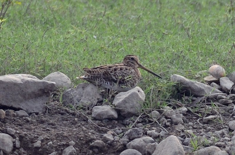 Pin-tailed Snipe - ML616862887