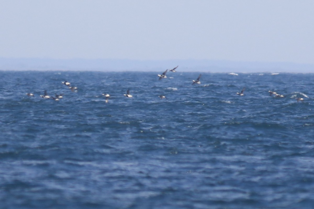 Long-tailed Duck - ML616862915