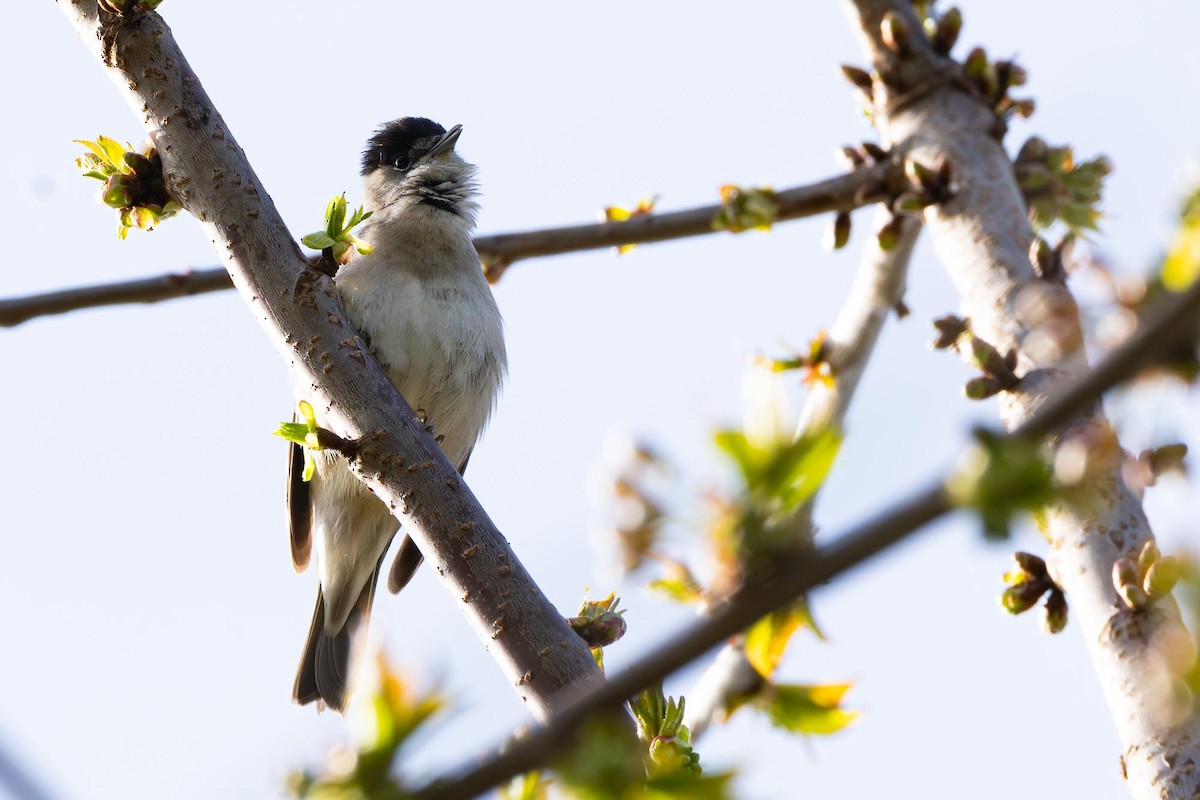 Eurasian Blackcap - ML616862953