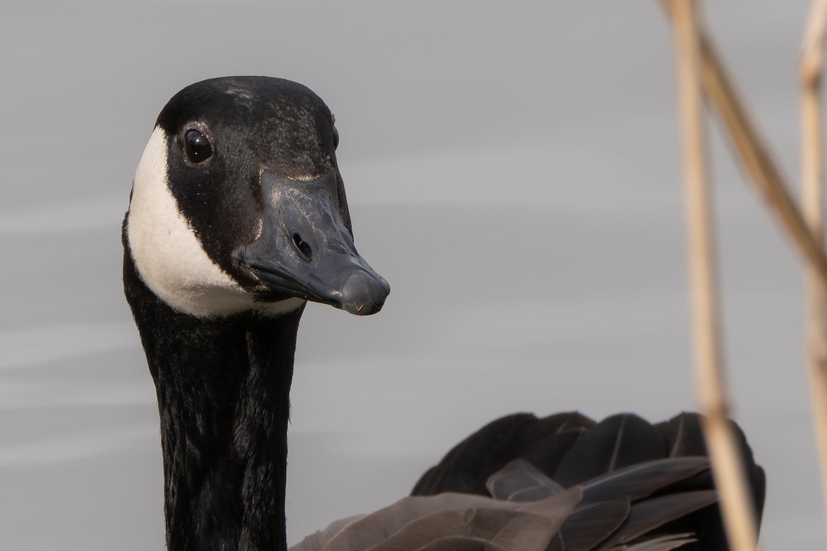 Канад галуу - ML616862956