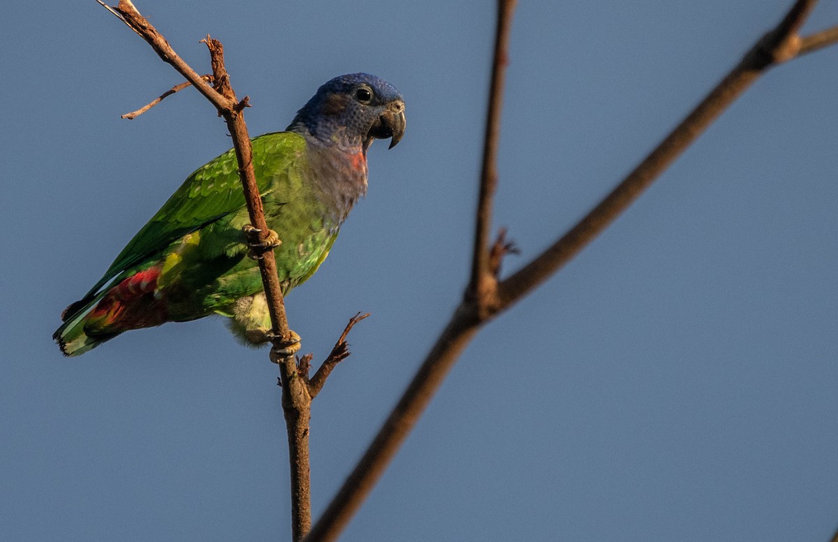 Blue-headed Parrot - ML616862974