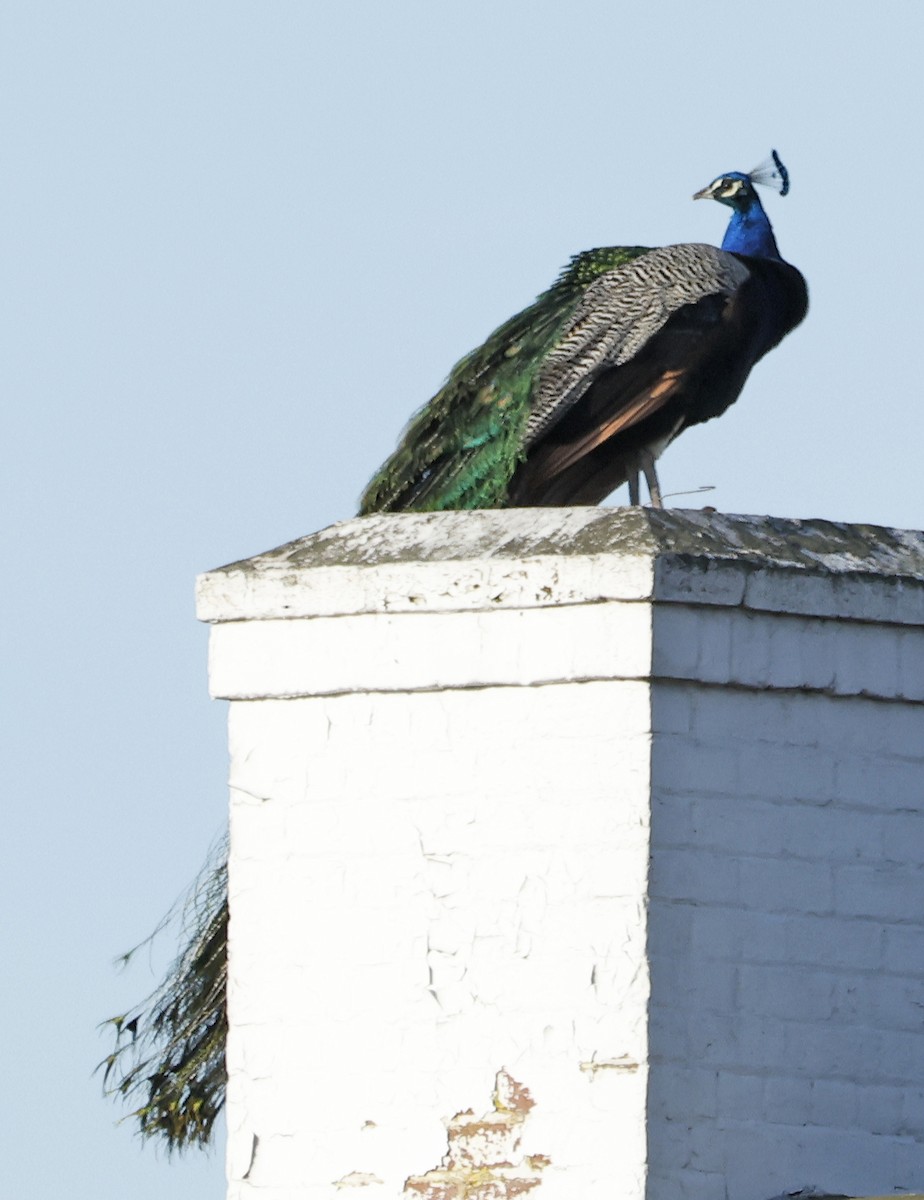 Indian Peafowl (Domestic type) - ML616863001