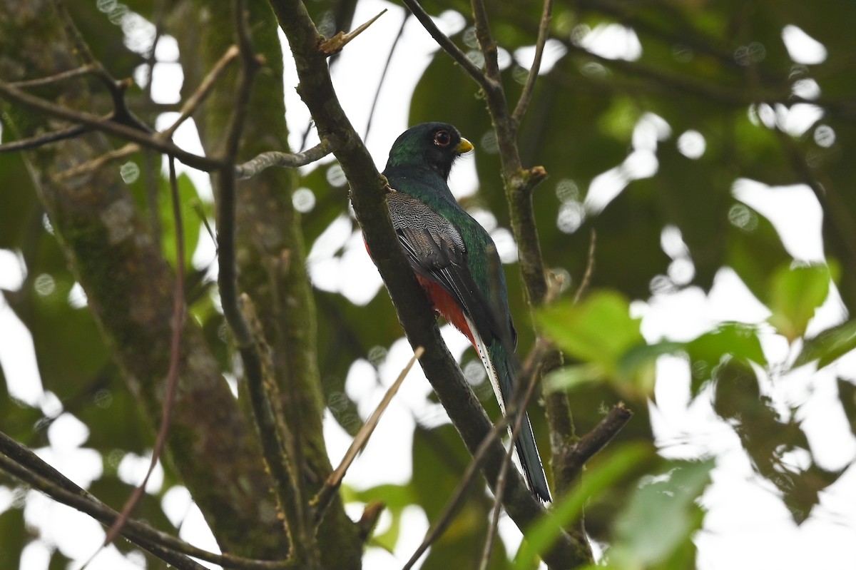 Trogón Acollarado (grupo collaris) - ML616863040