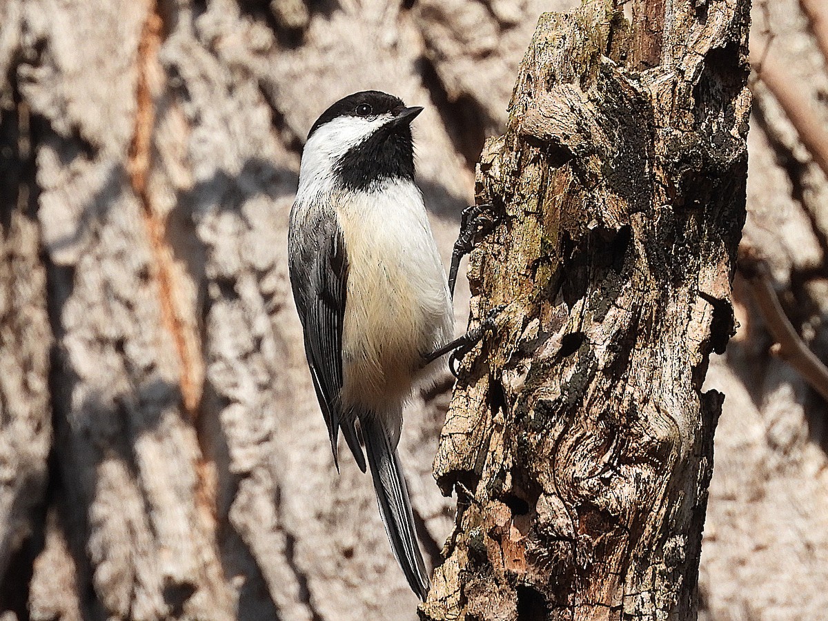 Black-capped Chickadee - ML616863068