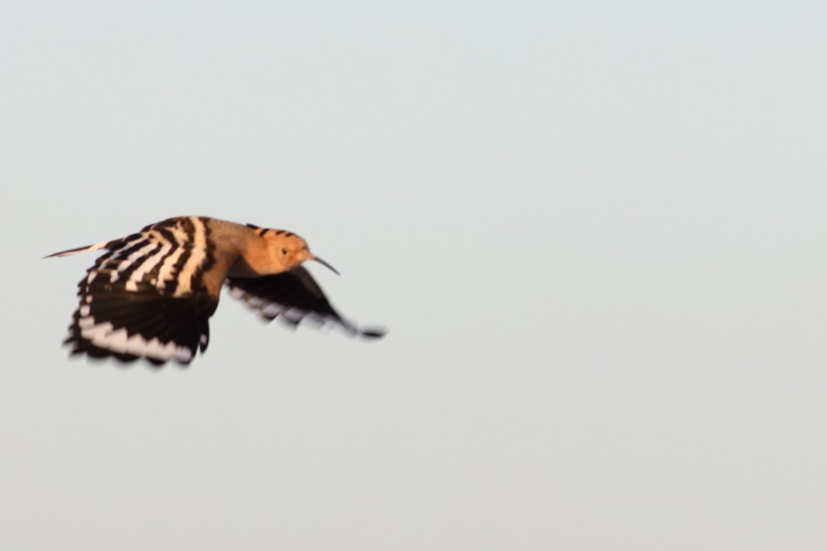 Eurasian Hoopoe - ML616863081