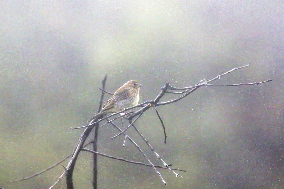 Stripe-tailed Yellow-Finch - ML616863101