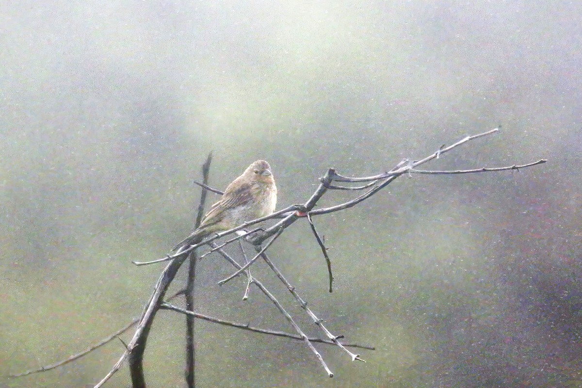 Stripe-tailed Yellow-Finch - David Lang