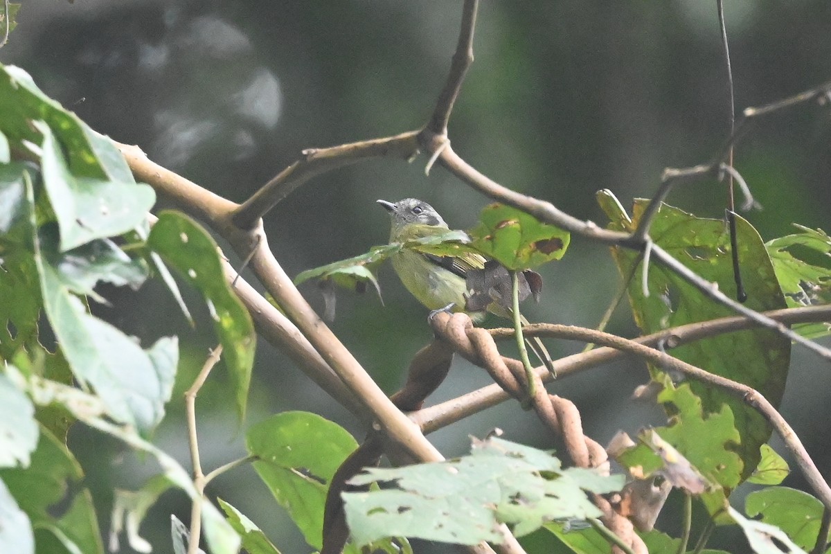 Slaty-capped Flycatcher (superciliaris) - Dan O'Brien