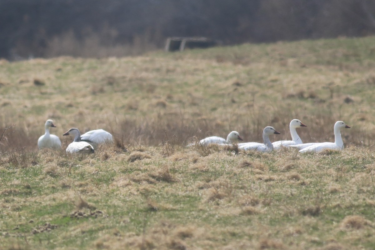 Snow Goose - ML616863124